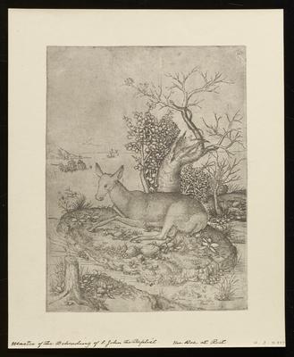 The Doe at Rest, from a group of photographs of rare prints in the British Museum