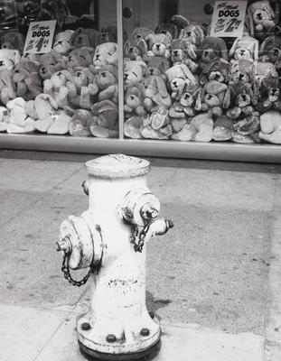 Hydrant and Doggies in the Window
