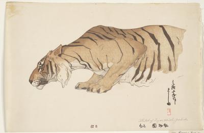 Sketch of a Tiger