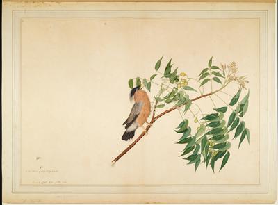 Brahminy Starling on Neem Tree Branch