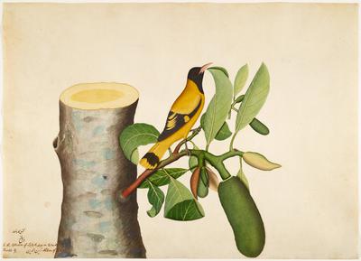 Black-hooded Oriole and Insect on Jackfruit Stump