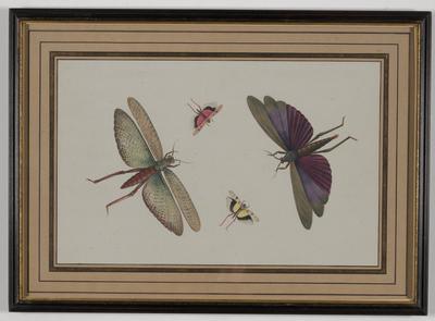 Insects