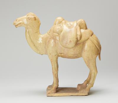Bactrian camel