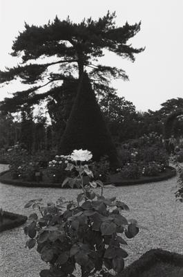 Single Rose Bloom in Formal Garden, Bagatelle Gardens, Paris