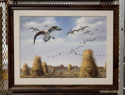 Untitled (Canada Geese coming in for a Landing)