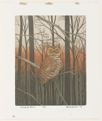 Screech Owl