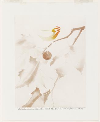 Blackburnian Warbler, Plate III, Brown, Yellow, Orange