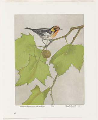 Blackburnian Warbler