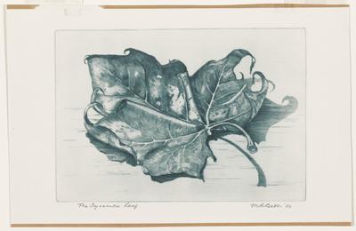 The Sycamore Leaf