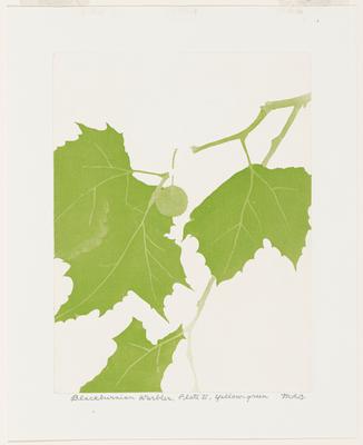 Blackburnian Warbler, Plate II, Yellow-Green