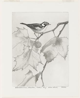 Blackburnian Warbler, Plate I, 'Key' Blue-Black