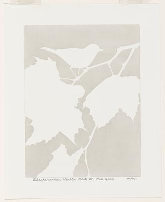 Blackburnian Warbler, Plate IV, Pale Gray