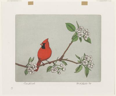 Cardinal