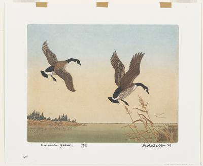 Canada Geese