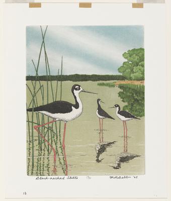 Black-necked Stilts
