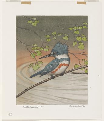 Belted Kingfisher