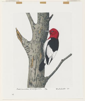 Red-Headed Woodpecker