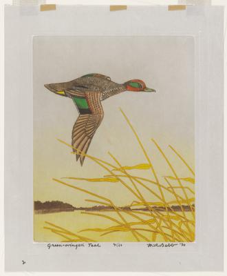 Green-winged Teal