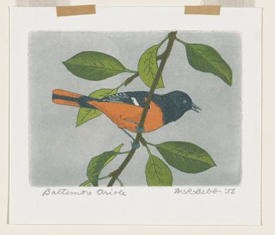 Baltimore Oriole