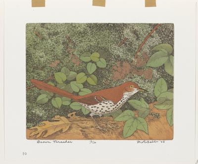 Brown Thrasher