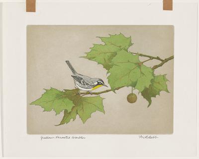 Yellow-Throated Warbler