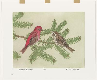 Purple Finches