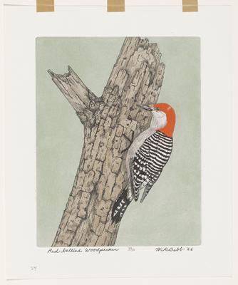 Red-bellied Woodpecker