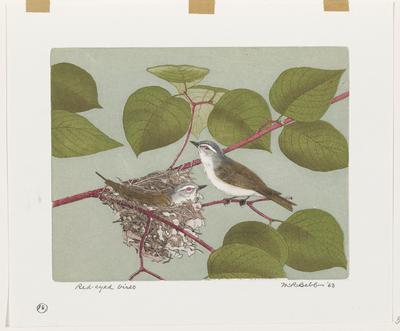 Red-eyed Vireo