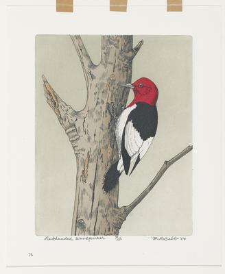 Redheaded Woodpecker