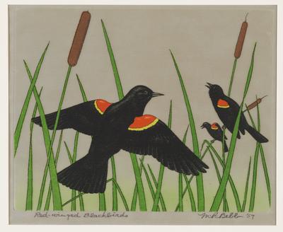 Red-winged Blackbirds