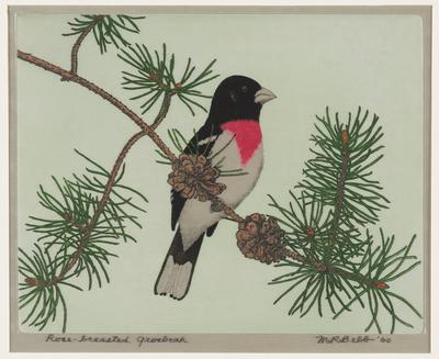 Rose-breasted Grosbeak