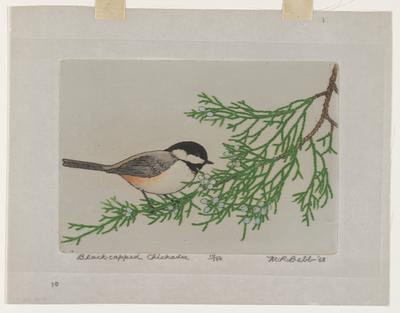 Black-capped Chickadee