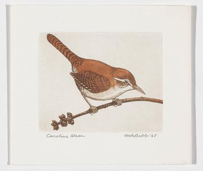 Carolina Wren