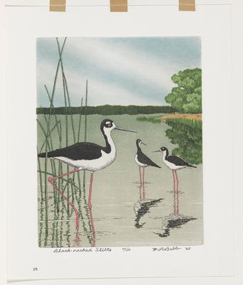 Black-Necked Stilts