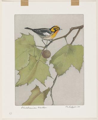 Blackburnian Warbler