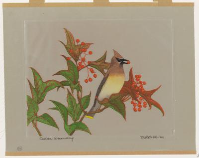 Cedar Waxwing