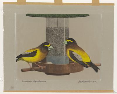 Evening Grosbeaks