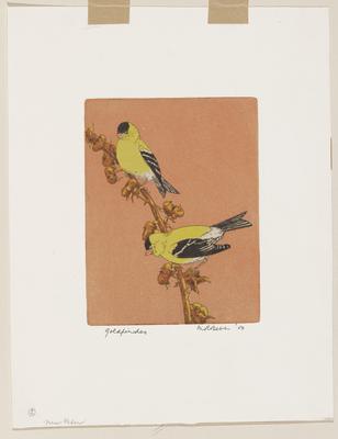 Goldfinches