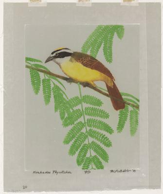 Kiskadee Flycatcher