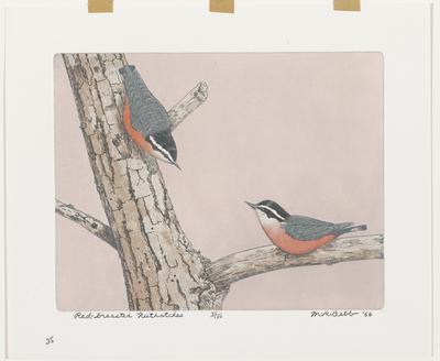Red-breasted Nuthatches