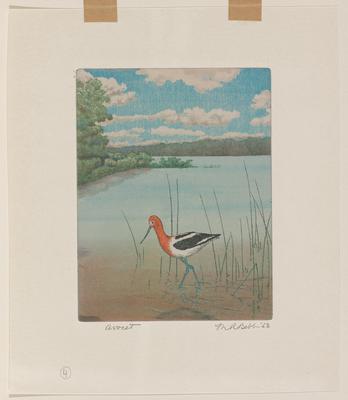 Avocet