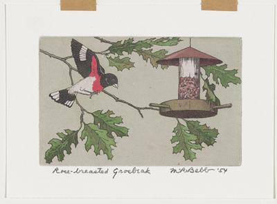 Rose-breasted Grosbeak