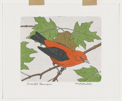 Scarlet Tanager