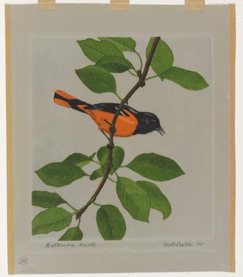 Baltimore Oriole