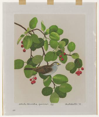 White-throated Sparrow