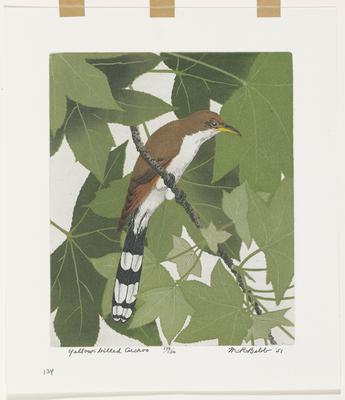 Yellow-billed Cuckoo