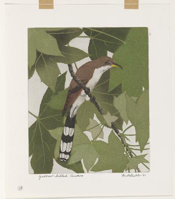 Yellow-billed Cuckoo