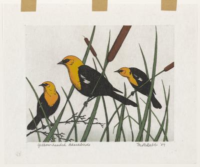 Yellow-headed Blackbirds