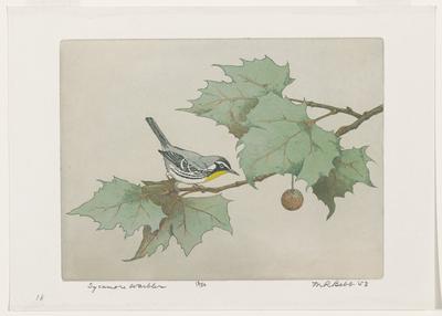 Sycamore Warbler
