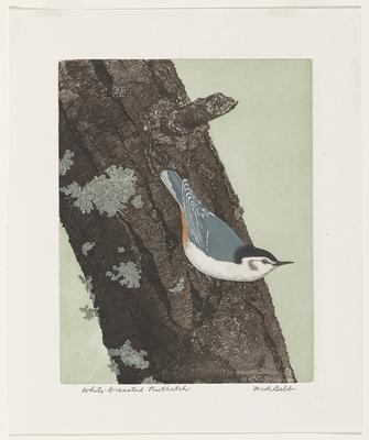 White-breasted Nuthatch